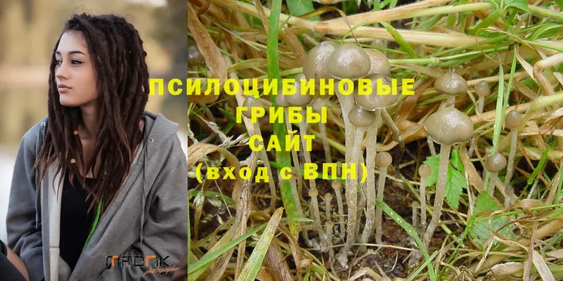 Псилоцибиновые грибы Psilocybe Райчихинск